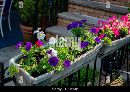Décoré d'une fleur à l'entrée avant de résidence privée. Banque D'Images