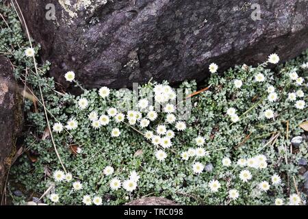 Anaphalioides bellidioides communément appelé Hells Bells, éternelle de la Nouvelle-Zélande La Nouvelle-Zélande ou Daisy immortelle Banque D'Images