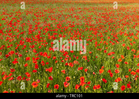 Domaine de coquelicots rouges sans horizon. Nature fond de fleurs sauvages Banque D'Images