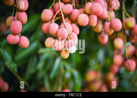 Fruits frais mûrs Litchi Litchi s'accrochent à l'arbre du jardin Banque D'Images