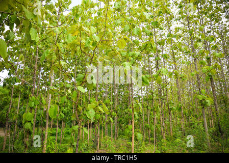 En forêt arbre de teck teck de plantation agricole sur le terrain avec des plantes à feuilles vertes asie campagne Banque D'Images