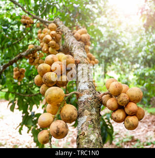 - Langsad ou Lansium parasiticum Longkong fruits sur arbre dans le verger de fruits tropicaux d'Asie Banque D'Images