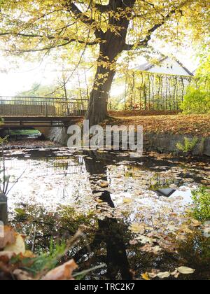 Arbre d'automne à côté d'un étang avec un pont. Banque D'Images