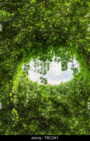 Résumé mur vivant fait de plantes vertes luxuriantes arbre avec le trou au milieu, une ouverture vers le ciel. Banque D'Images