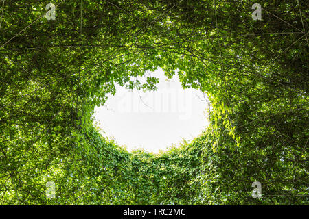 Arbre abstrait vert plantes toit vivant avec le trou au milieu, une ouverture vers le ciel. Banque D'Images