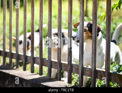 Le chien à l'extérieur de l'attente pour le propriétaire en cour avant clôture à la maison - Animaux chien animal triste Banque D'Images