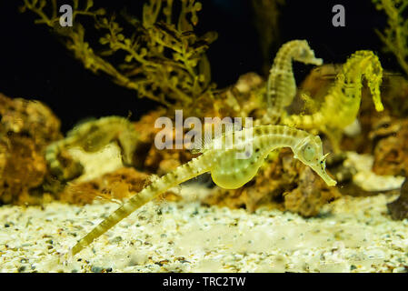 Gros ventre jaune Seahorse nager sous l'ocean Banque D'Images