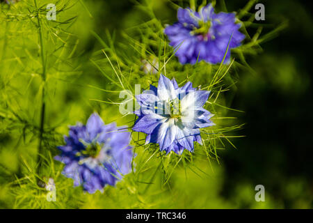 Portrait de dame en haillons fleurs (Latin : Nigella damascena, famille des Renonculacées). Damascenine est un alcaloïde toxique qui peut être trouvée dans les graines de Banque D'Images