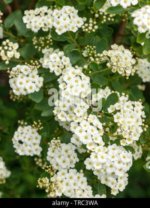 Fleurs blanches de Spiraea vanhouttei Banque D'Images