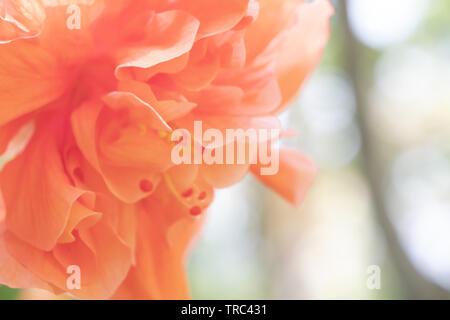 Chaussures Orange brouillée ou fleur rose chinois avec la lumière du soleil et l'espace de copie. Hibicus plantation populaire hybride décorez le jardin par la clôture ou l'allée Banque D'Images