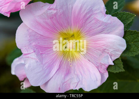 Rose Trémière rose fleur dans le jardin. Fleurs de mauve. Profondeur de champ. Focus sélectif. Fleur mauve Banque D'Images