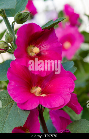 Rose Trémière rose fleur dans le jardin. Fleurs de mauve. Profondeur de champ. Focus sélectif. Fleur mauve Banque D'Images