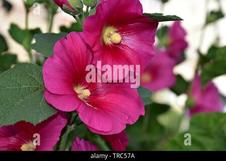 Rose Trémière rose fleur dans le jardin. Fleurs de mauve. Profondeur de champ. Focus sélectif. Fleur mauve Banque D'Images