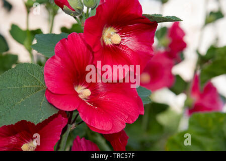 Rose Trémière rose fleur dans le jardin. Fleurs de mauve. Profondeur de champ. Focus sélectif. Fleur mauve Banque D'Images