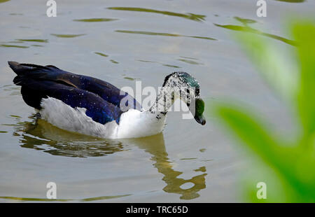 Bouton en captivité, bec de canard peigne africain sur l'eau, Norfolk, Angleterre Banque D'Images