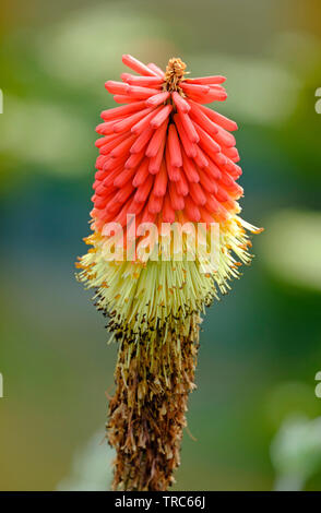 Red Hot poker fleur plante au jardin, Norfolk, Angleterre Banque D'Images