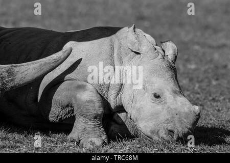 Vue rapprochée de bébé rhinocéros blanc mignon (Ceratotherium simum) couché à l'extérieur au soleil, corne de rhinocéros mère protectrice, jamais loin! Banque D'Images