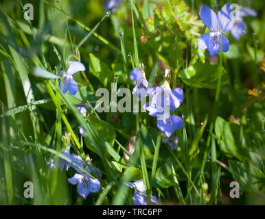 Viola odorata et herbe verte couverte de rosée dans un matin d'été. Close up of Viola odorata Banque D'Images