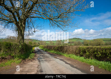 Chemin de campagne près de le Bourg-d'Oisans dans le Shropshire campagne sur une belle journée de printemps ensoleillée. Banque D'Images