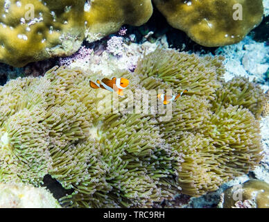 Poissons clowns se cachant dans les récifs coralliens Banque D'Images