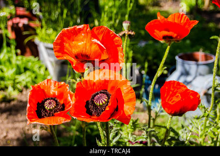 Orange énorme coquelicots orientaux (Papaver orientale) ont un radieux et papyracée fleurit avec les yeux noirs. Les feuilles sont flous et grossièrement coupé. Banque D'Images