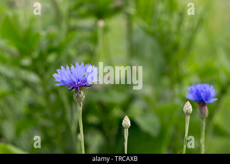 Centaurea cyanus, bleuet, baccalauréat en fleurs bleu bouton meadow Banque D'Images