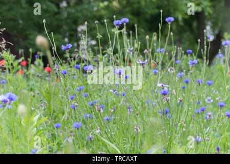 Centaurea cyanus, bleuet, baccalauréat en fleurs bleu bouton meadow Banque D'Images