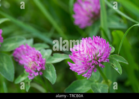 Macro fleurs de trèfle rouge dans le pré Banque D'Images