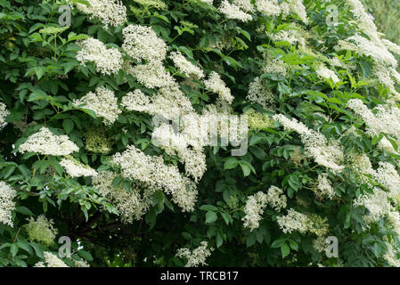 Sambucus nigra, le sureau noir, fleurs blanches au printemps d'un aîné Banque D'Images