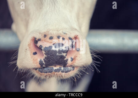 Nez de macro une vache à la ferme Banque D'Images