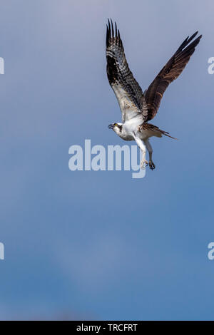 Balbuzard pêcheur (Pandion haliaetus) en vol stationnaire en raison d'un intrus approche de son nid. Banque D'Images