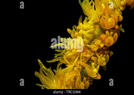 Whip Zanzibar Coral Shrimp (Dasycaris zanzibarica) sur un fil jaune corail (Cirrhipathes anguina), parfait camouflage, le Détroit de Lembeh, Indonésie Banque D'Images