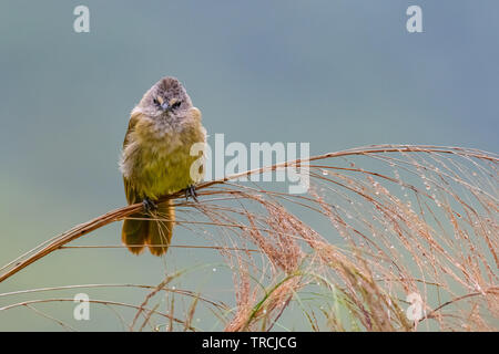 Bulbul Flavescent percher sur l'herbe du bambou fleur et souffler vers le haut plumage, à la direction de l'appareil photo Banque D'Images
