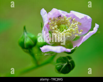 Rubus fruticosus fleur, macro photographie Banque D'Images