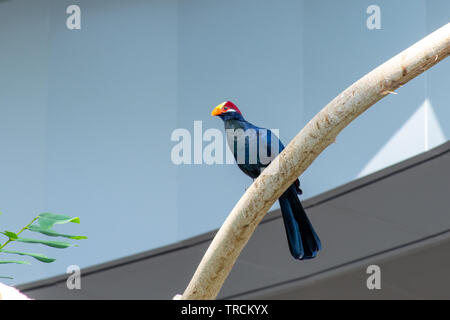 L'oiseau touraco violet, également connu sous le nom de plantain violacé eater (Musophaga violacea) en Afrique de l'Ouest montrent sa belle pourpre, jaune, rouge et col Banque D'Images