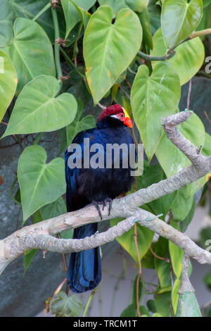 L'oiseau touraco violet, également connu sous le nom de plantain violacé eater (Musophaga violacea) en Afrique de l'Ouest montrent sa belle pourpre, jaune, rouge et col Banque D'Images