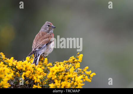 Carduelis cannabina Banque D'Images