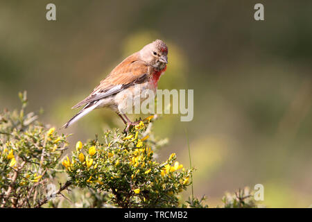 Carduelis cannabina Banque D'Images