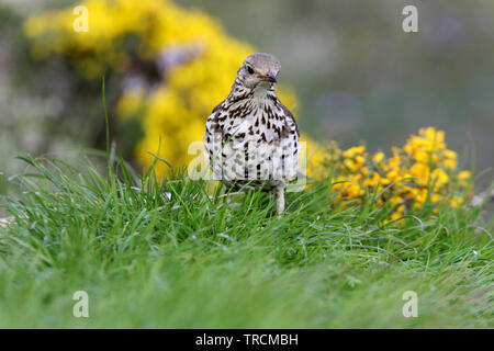 Turdus viscivorus Banque D'Images