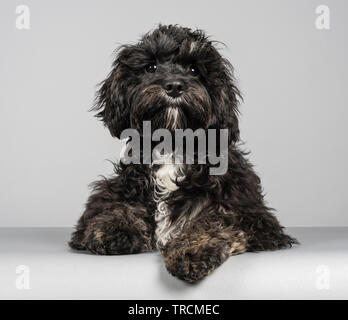 Cavapoo 5 mois, femme, Royaume-Uni Banque D'Images