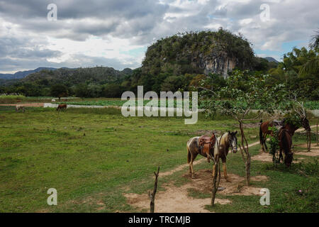 Tour d'équitation guidés dans la célèbre destination touristique et du patrimoine de l'UNESCO de la vallée de Vinales, Pinar del Rio, Cuba Banque D'Images