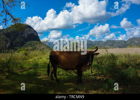 Brown cow standing sur les pâturages dans la célèbre destination touristique et du patrimoine de l'UNESCO la vallée de Vinales, Pinar del Rio, Cuba Banque D'Images