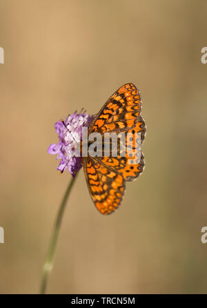 Marsh fritillary, Euphydryas aurinia Beckeri, Espagne, Europa. Banque D'Images