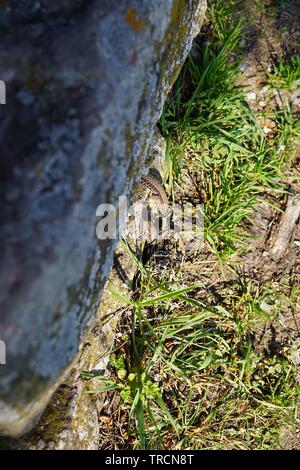 Deux lézards dans le soleil du soir Banque D'Images