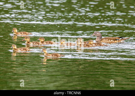 Femme Canard mandarin (Aix galericulata) avec les canetons Banque D'Images