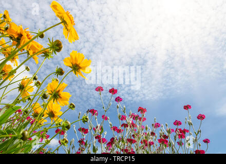 Jardin coloré fleurs contre le ciel, floraison jaune, Tickseed Coreopsis, molène et rose, Silene coronaria, bas de page, d'une journée ensoleillée en été Banque D'Images