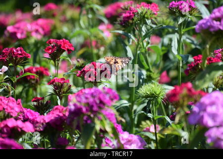 Papillon belle dame sur sweet William Banque D'Images