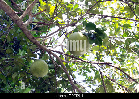 Pomelo Fruits sur une arborescence dans Seychelles Banque D'Images