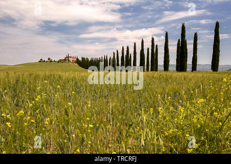 Longue rangée de cyprès menant à une villa toscane, près de San Quirico d'Orcia Banque D'Images