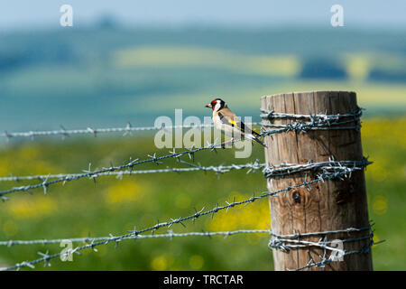 Un chardonneret jaune (Carduelis carduelis) perché sur une barrière de barbelé Banque D'Images